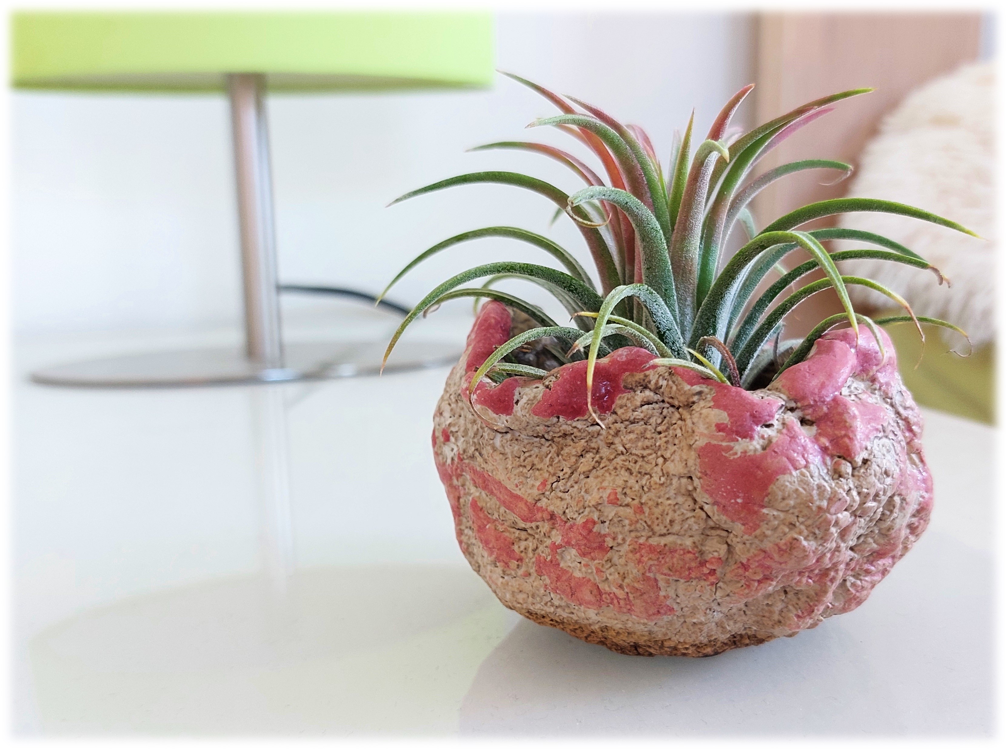 Tillandsia ionantha v. Rubra Peach 2
